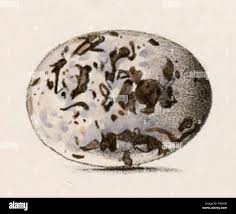 Attēlu rezultāti vaicājumam “Caprimulgus europaeus egg”