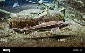 Image result for Huso fulvescens