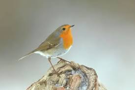 Attēlu rezultāti vaicājumam “Erithacus rubecula”