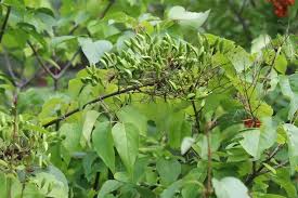 Attēlu rezultāti vaicājumam “Syringa reticulata subsp. amurensis”