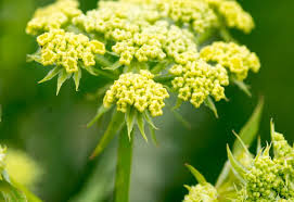 Image result for Liebstöckel