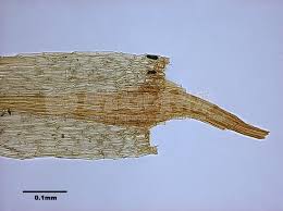 Attēlu rezultāti vaicājumam “Pohlia elongata”