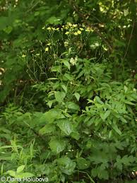 Attēlu rezultāti vaicājumam “Lapsana communis flower”