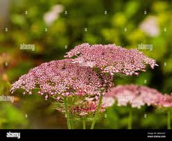 Attēlu rezultāti vaicājumam “Daucus sativus flower”