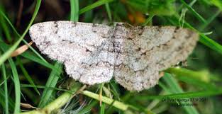 Attēlu rezultāti vaicājumam “Hypomecis roboraria”