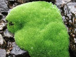 Attēlu rezultāti vaicājumam “Bryum schleicheri”