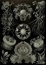 Image result for ernst haeckel