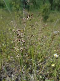 Attēlu rezultāti vaicājumam “Poa angustifolia”
