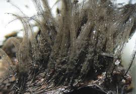 Attēlu rezultāti vaicājumam “Stemonitidaceae”