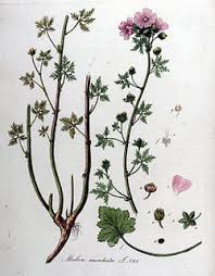 Image result for Malva moschata