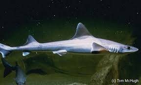 Image result for Mustelus canis