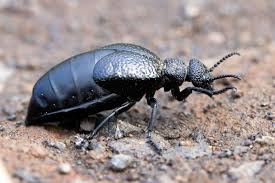 Attēlu rezultāti vaicājumam “Meloe sp. imago”