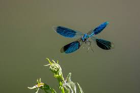 Attēlu rezultāti vaicājumam “Calopteryx splendens”