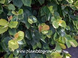 Attēlu rezultāti vaicājumam “Hamamelis vernalis leaf”