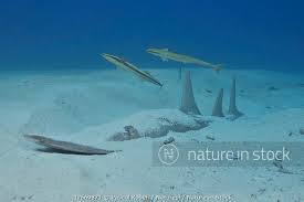 Image result for Rhynchobatus djiddensis