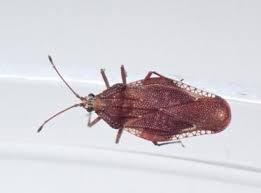 Attēlu rezultāti vaicājumam “Physatocheila smreczynskii”