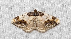 Attēlu rezultāti vaicājumam “Ligdia adustata”