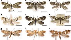 Attēlu rezultāti vaicājumam “Micropterigidae”