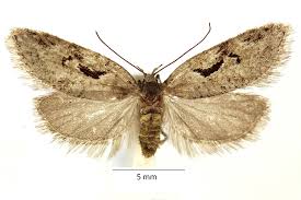 Attēlu rezultāti vaicājumam “Semioscopis oculella”