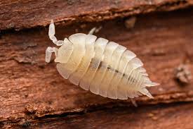 Attēlu rezultāti vaicājumam “Ligidium hypnorum”