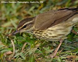 Image result for Seiurus noveboracensis