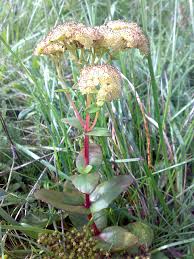 Attēlu rezultāti vaicājumam “Hylotelephium maximum flower”