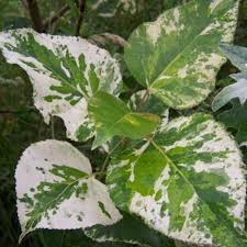 Attēlu rezultāti vaicājumam “Populus x jackii”