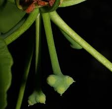 Attēlu rezultāti vaicājumam “Ginkgo biloba female flower”