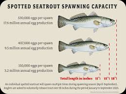 Image result for Cynoscion nebulosus