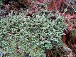 Attēlu rezultāti vaicājumam “Cladonia parasitica”