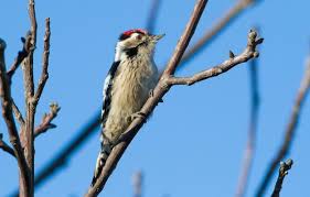 Attēlu rezultāti vaicājumam “Dendrocopos minor”