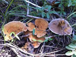 Attēlu rezultāti vaicājumam “Onnia tomentosa”