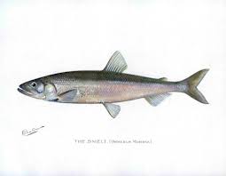 Image result for Osmerus mordax