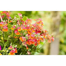 Image result for Elfenspiegel