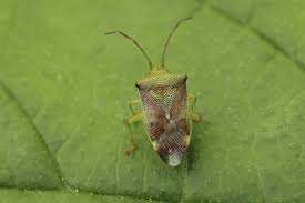 Attēlu rezultāti vaicājumam “Elasmostethus interstinctus nymph”