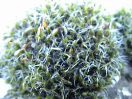 Attēlu rezultāti vaicājumam “Grimmia pulvinata”