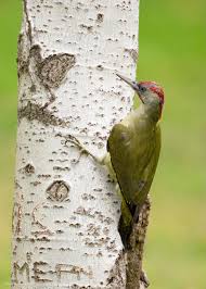 Attēlu rezultāti vaicājumam “Picus viridis”