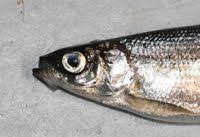 Image result for Coregonus albula