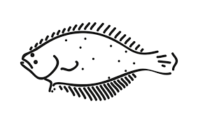 Image result for Reinhardtius hippoglossoides