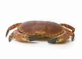 Image result for Cancer pagurus