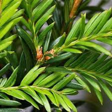 Attēlu rezultāti vaicājumam “Taxus baccata leaf”