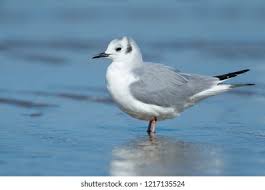 Image result for Chroicocephalus philadelphia