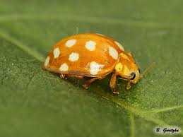 Attēlu rezultāti vaicājumam “Halyzia sedecimguttata”