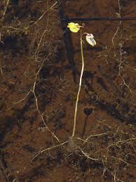 Attēlu rezultāti vaicājumam “Utricularia minor bud”