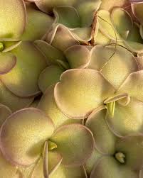 Attēlu rezultāti vaicājumam “Collaria rubens stalked”