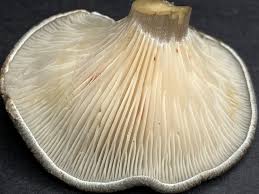 Attēlu rezultāti vaicājumam “Cantharellula umbonata”