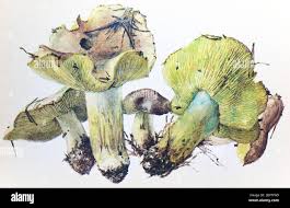 Attēlu rezultāti vaicājumam “Tricholoma flavovirens”