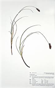 Attēlu rezultāti vaicājumam “Carex diandra”