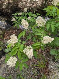 Attēlu rezultāti vaicājumam “Sambucus racemosa flower”