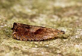 Attēlu rezultāti vaicājumam “Dichrorampha simpliciana”